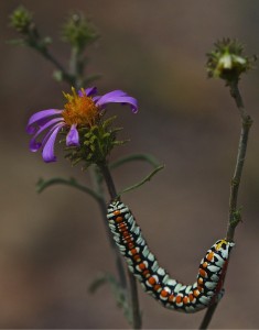 3-caterpillar