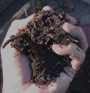 Handfull of compost