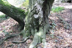 exposed buttress roots, cavity on one side, leaning trunk