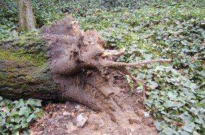 coast live oak uprooting failure