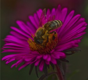 bee gorging