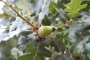 Quercus douglassii (blue oak) indigenous to arid, sandy soils in CA