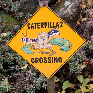 caterpillar_crossing