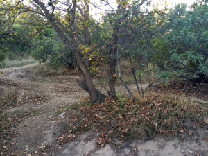 compacted soil around valley oaks