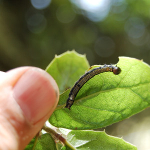 CA oak moth (Phryganidia californica) larva on leaf of coast live oak (Quercus agrifollia)