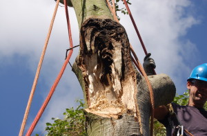 trunk failure of coast live oak