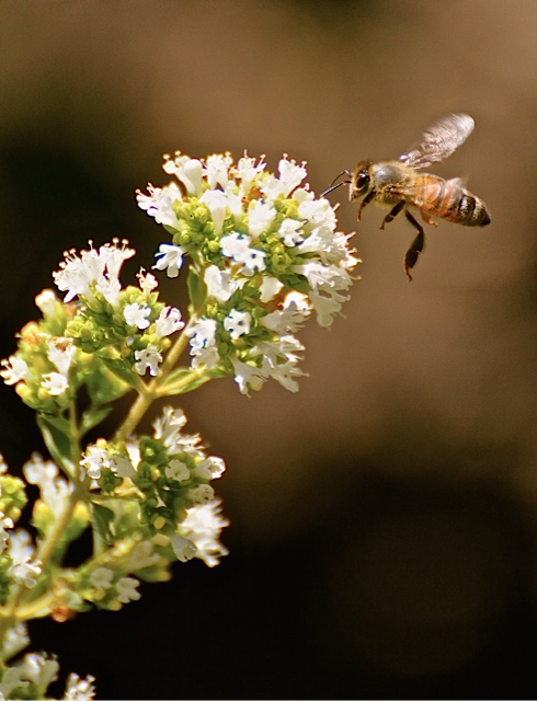 honey bee & flower