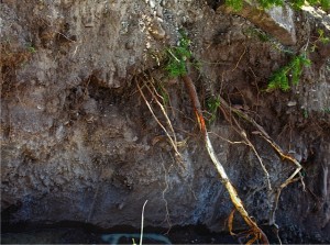 montana tree roots