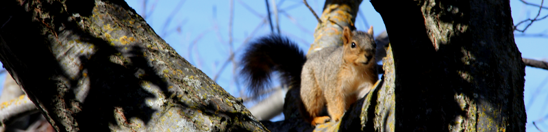 squirrel_contact_darker