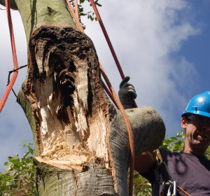 Scaffold branch failure on coast live oak (Quercus agrifolia) ocurred at weak junction with trunk, where bark was growing inward, known as included bark